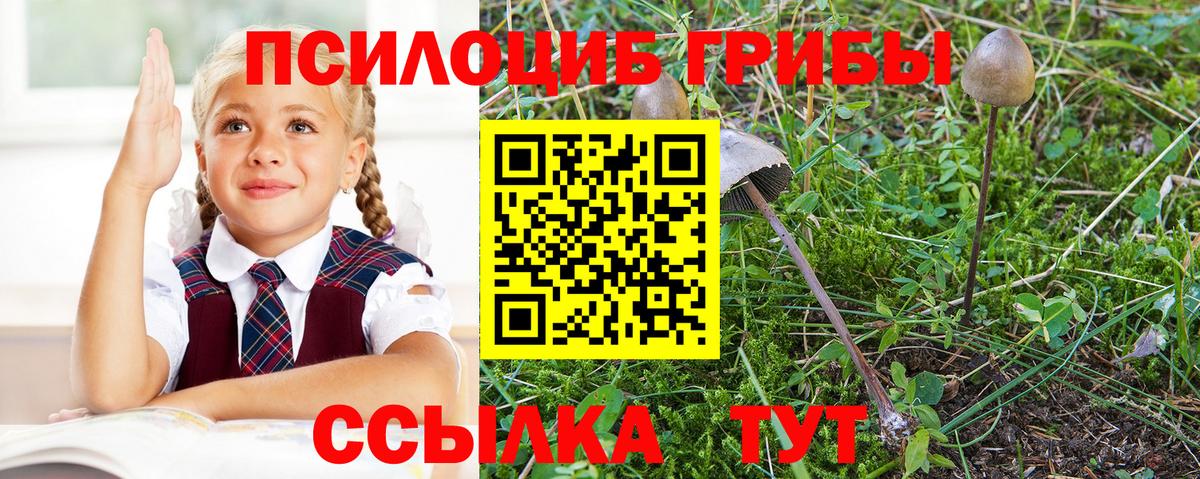 Псилоцибиновые грибы Psilocybe Качканар